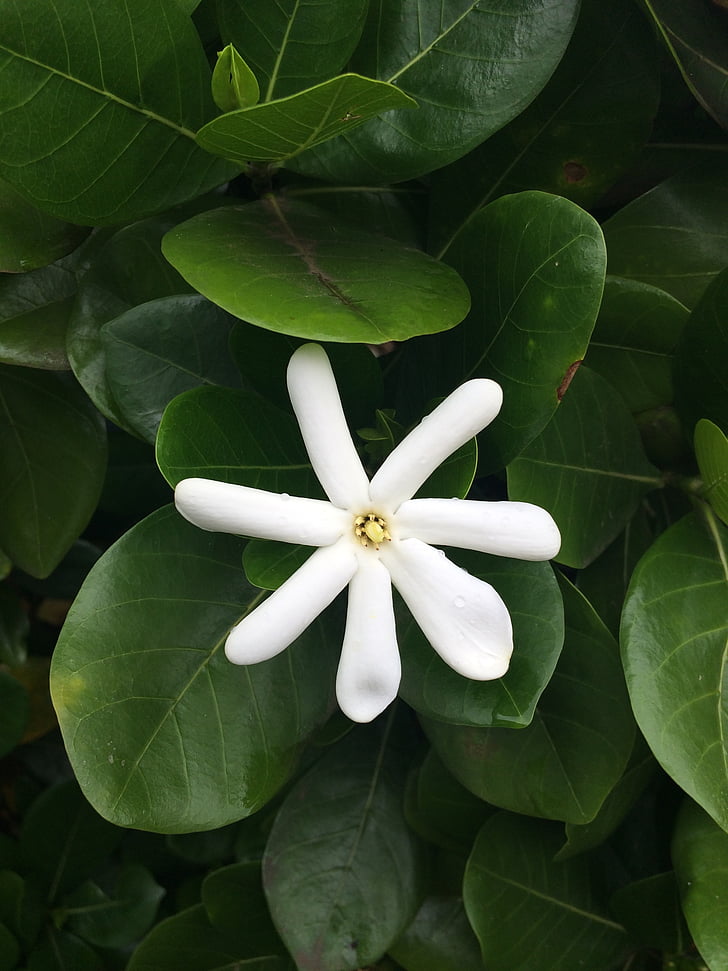 fleur, Maui, blanc