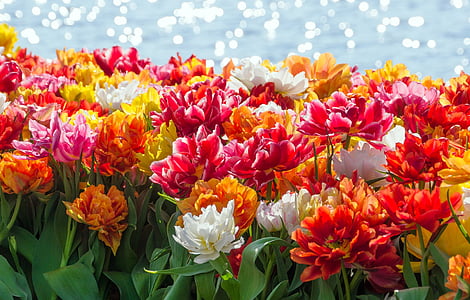 bunga, Amsterdam, warna-warni, mekar, Belanda, air, Belanda