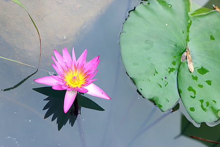 Guilin, Záhradné expo, rybník, Lekná, Lotus