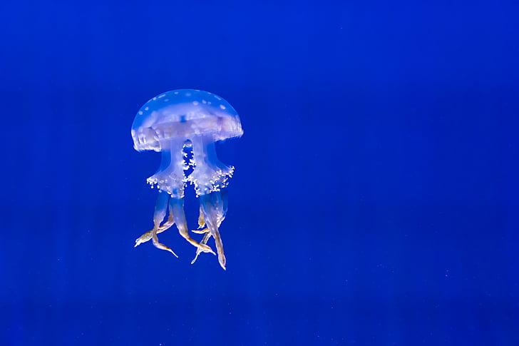 aquarium, blue, color, deep, jellyfish, marine life, ocean