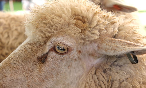 sheep, state fair, farm, agriculture, wool, ear, livestock