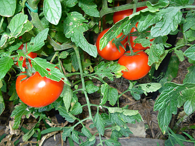 помідори, овочі, червоний, завод, фрукти, сад, стиглі
