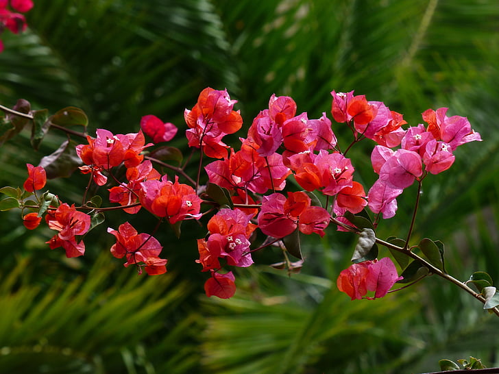Bougainvillea, farverige, blomster, rød, intensiv, farve, lyse