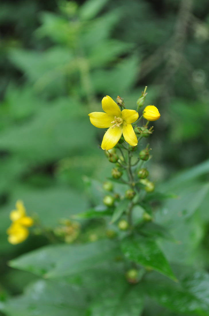 plant, wild plant, nature, green, field, flowers, yellow flower