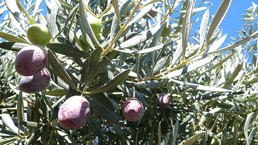 Оливки й маслини, Оливкова, фрукти, olivas, рослинні