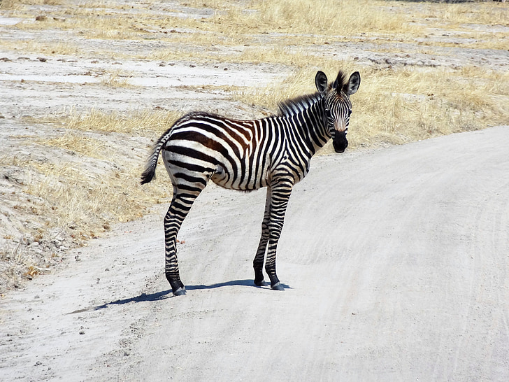 Zebra, Afrika, Safari, wildes Tier, schwarz / weiß