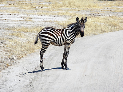 Zebra, Afryka, Safari, dzikie zwierzę, czarno-białe
