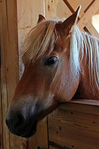 kůň, Pony, hlava, koňské hlavy, portrét, Zavřít, obličej