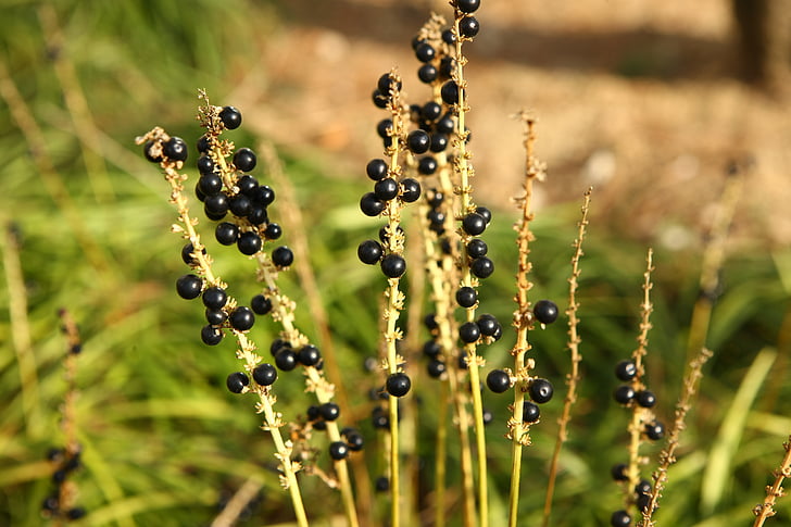 plants, nature, leaf
