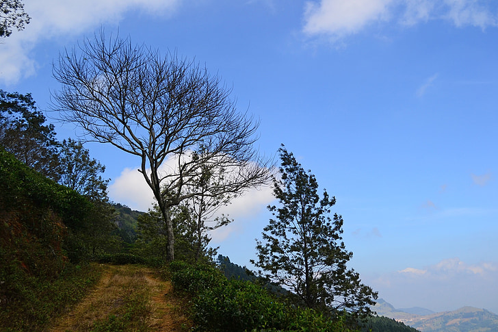 krajina, strom, mrtvý strom, sušených strom, modrá obloha, Srí lanka, Loolecondera