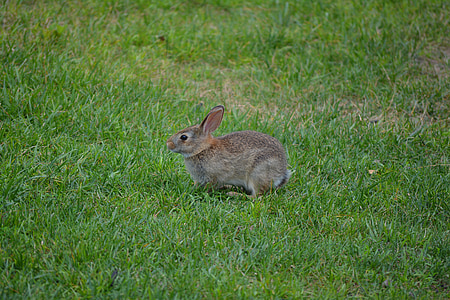 rabbit, bunny, animal, easter, pet, cute, fluffy