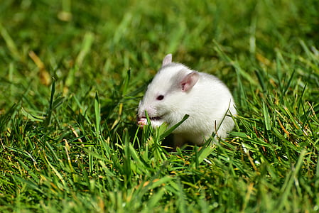 szczur, Baby szczury, potrzebujących, ładny, nager, słodkie, dziecko