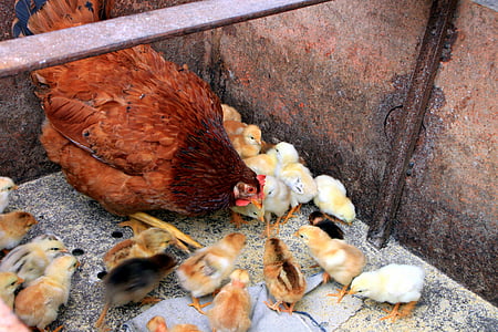 kylling, kyllinger, fodring, høne, mor, fjerkræ, fugle