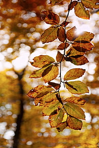 бук, Осень, листья, Листва, Солнце, Боке, свет