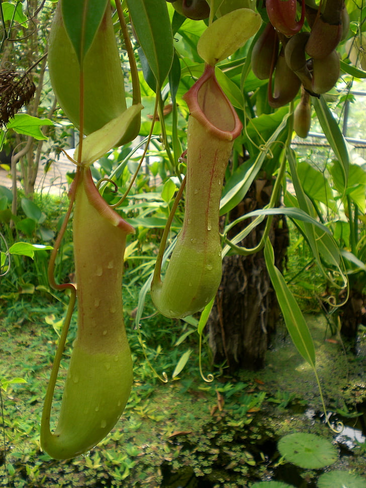 pitcher anlegget, jungelen, natur, regnskogen, Tropical, grønn, tropene