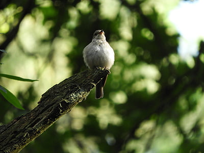 uccello, ramo, piuma, piumaggio, fotografia naturalistica, seduta, natura