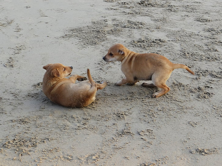 puppy, beach, sand, playing, pet, dog, animal