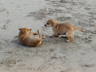 щенок, пляж, песок, игра, домашнее животное, собака, животное