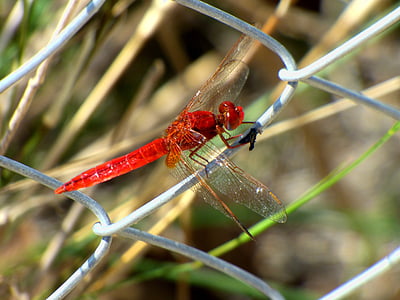 Dragonfly, hmyz, červená, plot, zvíře, přírodní, volně žijící zvířata