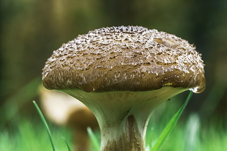 cogumelo, fungos, cogumelo venenoso, natureza, comestíveis, comida, fresco