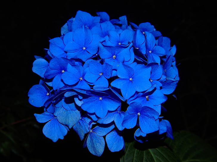 διανυκτέρευση, φωτογραφία, μπλε, λουλούδι, γκρο πλαν, Ορτανσία, μαύρο