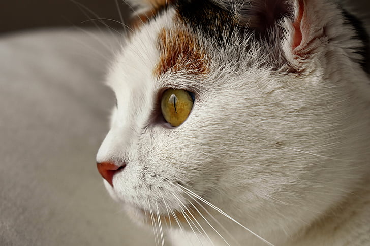 macska, állat, fehér, foltos, házimacska, Cat szeme, PET
