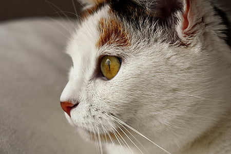 mačka, životinja, bijeli, pjegavi, domaća mačka, mačka oči, ljubimac