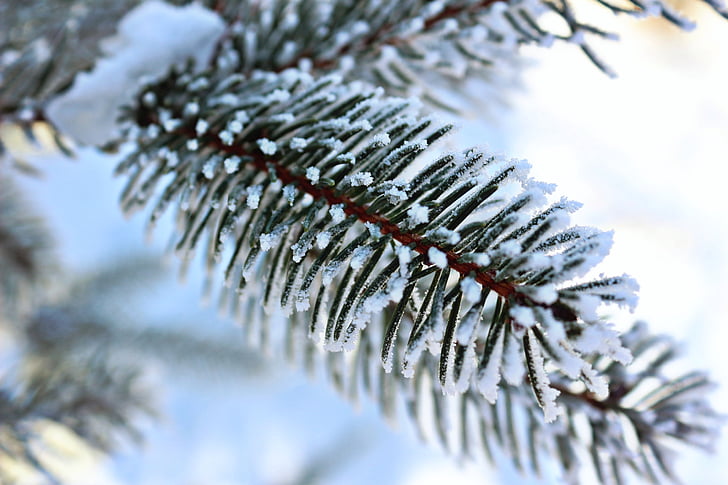 strom, zimné, sneh, mráz, za studena, chladom, ľad