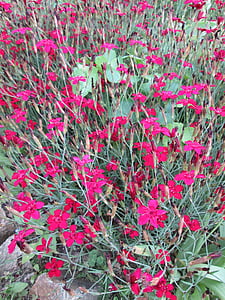 fiori, chiodi di garofano, pianta ornamentale, rosa, famiglia del garofano, prato, natura