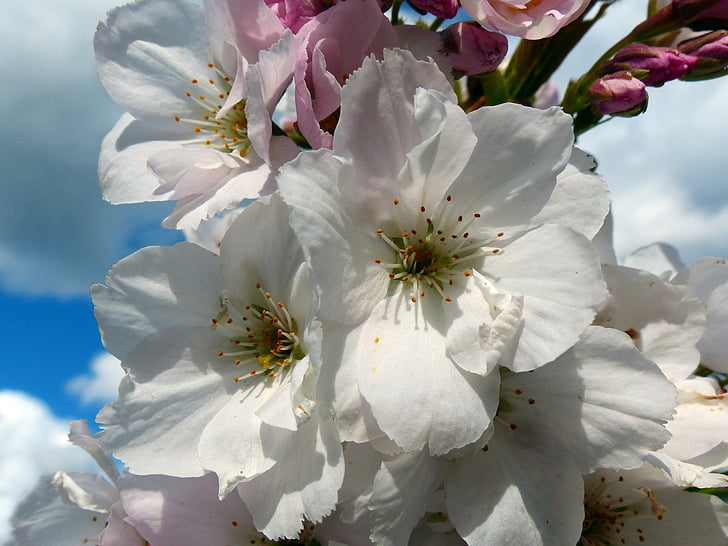 sarakkeen kirsikka, japanilaisten kirsikkapuiden, Blossom, Bloom, koriste kirsikka, Japanin kukinnan kirsikkapuu, kirsikankukka