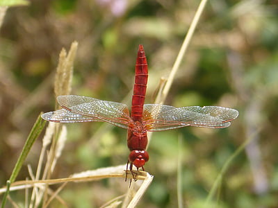 red dragonfly, insect, macro