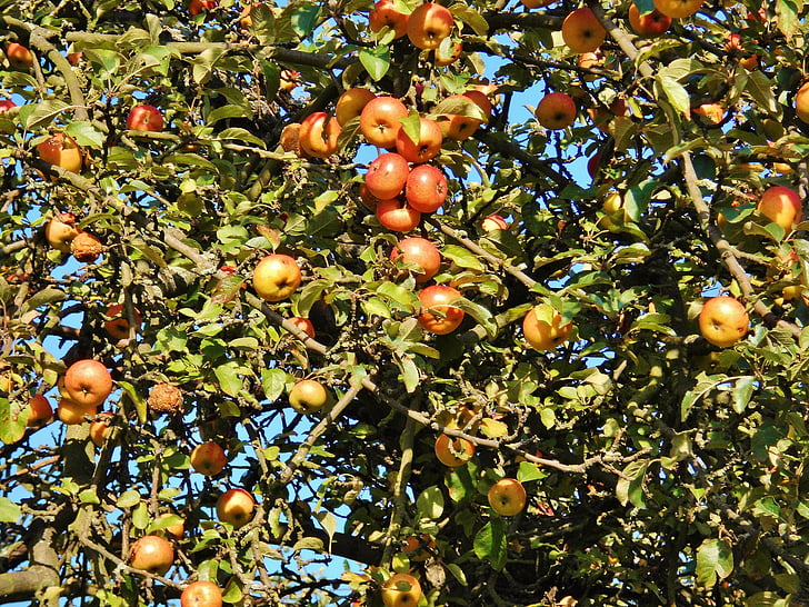ябълковото дърво, apfelernte, октомври, плодове, Есен, дърво, плодно дърво