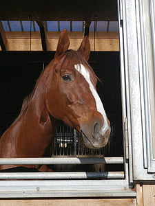 horse head, brown, stall
