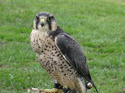 Falcon, rovfågel, fågel, Helmsley