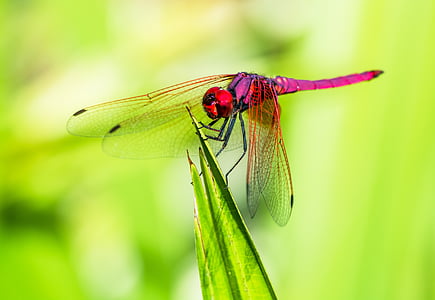 Dragonfly, insect, sluiten, natuur, dier, dierlijke vleugel, Close-up