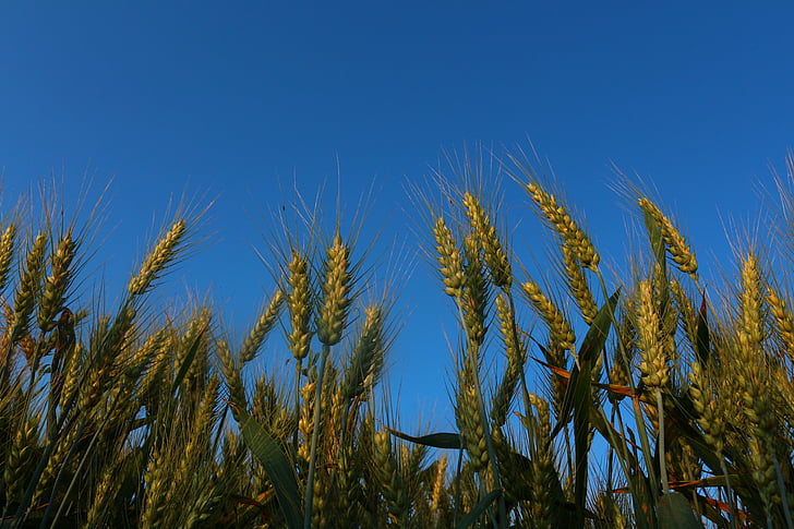 buğday, Kampanya, ekimi, gökyüzü, olgunlaşma, Tarım, çiftçi