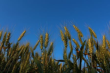 wheat, campaign, cultivation, sky, maturation, agriculture, farmer