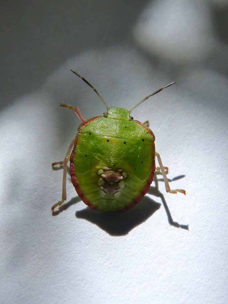 green prasina, i pentatomid, bug hedionda, bernat pudent, bug, plague
