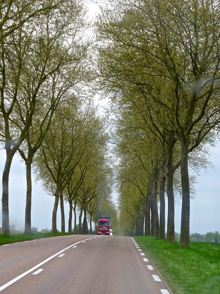 road, colonade, trees, distant, perspective, country, diminishing
