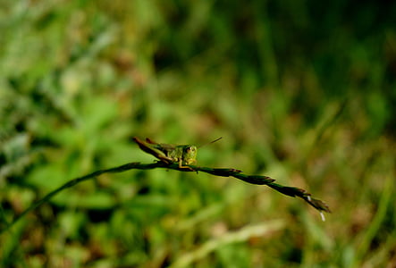 Close-up, belalang, hijau, serangga, daun, makro, alam