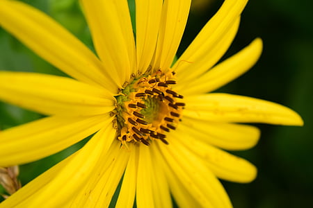 flor del sol, cerrar, amarillo, flor, floración, polen