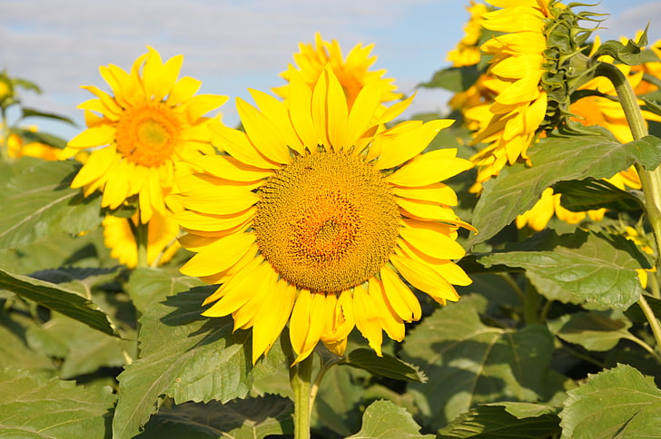 sunflowers, são paulo, brazil