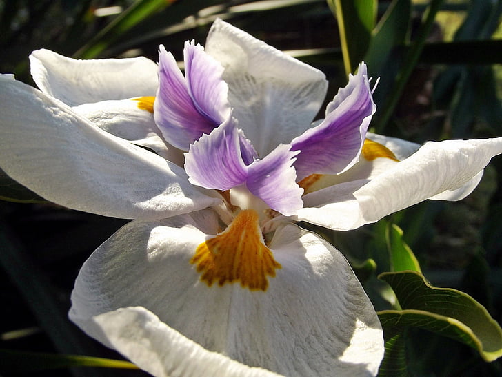 Fairy iris, blomst, blomster, hage, Hartbeespoort dam, Sør-Afrika, anlegget