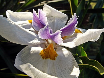 lauma irisa, puķe, ziedi, dārza, Hartbeespoort dam, Dienvidāfrikas Republika, augu