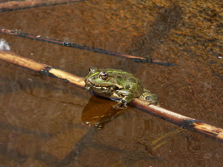 frog, batrachian, raft, cane, soak up the sun, float