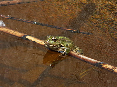 ếch, batrachian, chiếc bè, mía, đắm mình trong ánh nắng mặt trời, phao nổi
