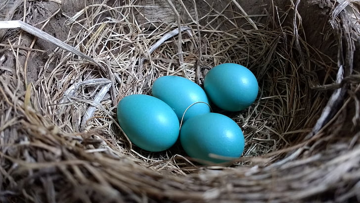 robin, robin eggs, nest, four, baby blue, spring, egg