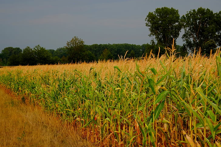 kukurūzas laukā, kukurūza, lauksaimniecība, lauks, lopbarības kukurūza, graudaugi, augu