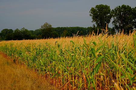 cornfield, corn, agriculture, field, fodder maize, cereals, plant