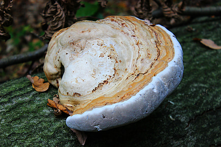 Деревний гриб, baumschwamm, гриби на дереві, плем'я, дерево губки, пень, Гриб